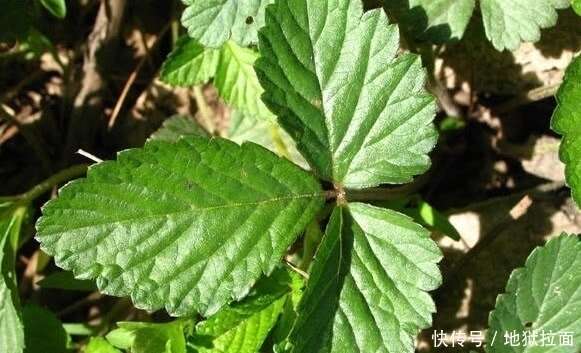 這種蛇莓的果實除了可以吃之外,它全草還可以入藥,這種植物的葉莖和結